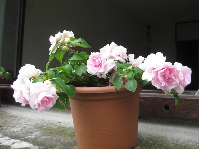 Impatiences doubles rose