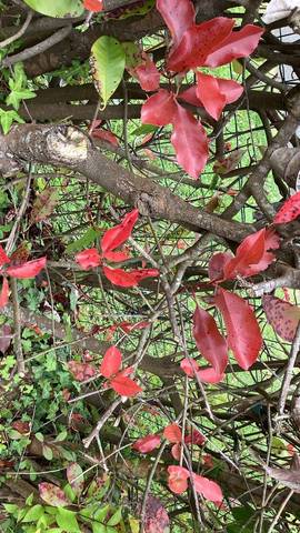 Arbuste type magnoliopsida perd ses feuilles 