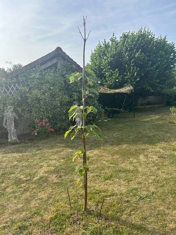 Ce pawlonia est affreux