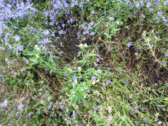 Campanules bleues
