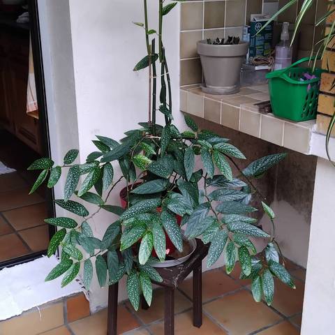 Begonia bambou ne fleurit pas