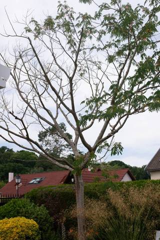 Albizia mort sur moitié