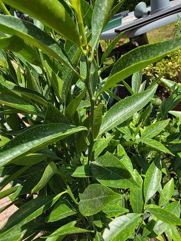Mandarinier satsuma identification