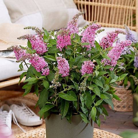 Buddleia en pot