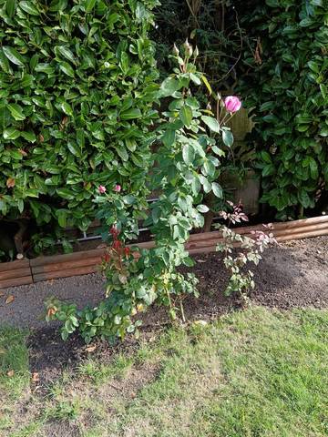 Rosier replanter