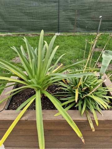 Agapanthes n'a pas fleuri