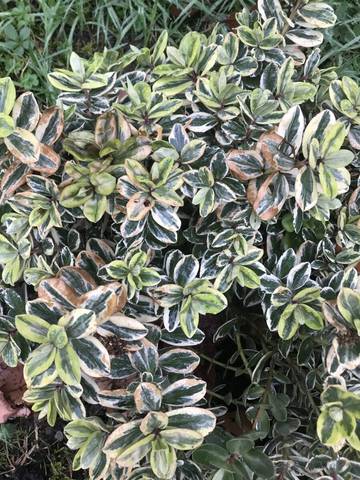 Ma veronique a des feuilles marron