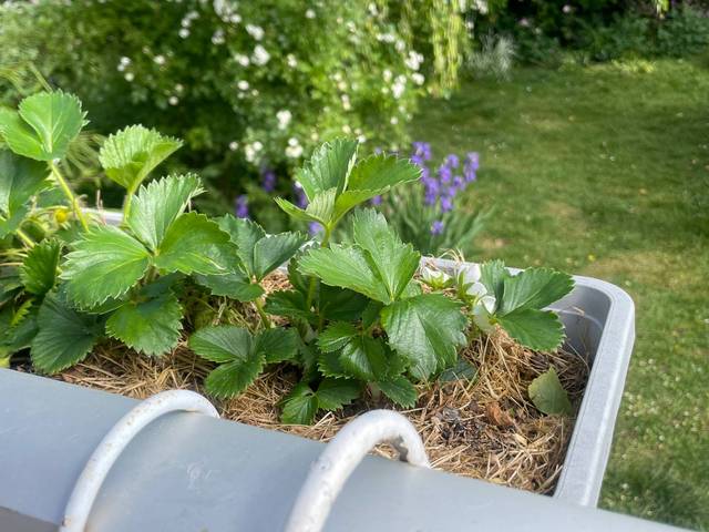 Date de plantation des fraisiers