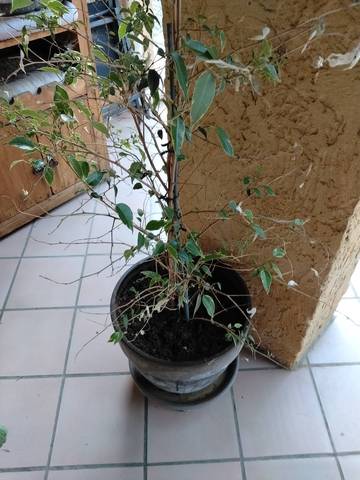Ficus revit