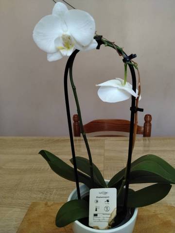 Orchidée perd fleurs