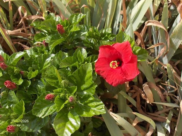 Quel hibiscus